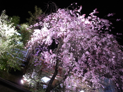 090407_15sakura