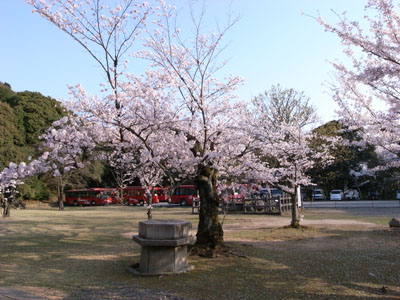 kyotosakura10