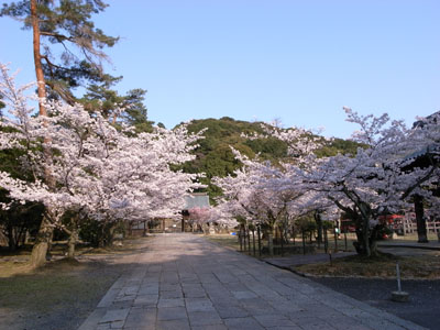 kyotosakura11