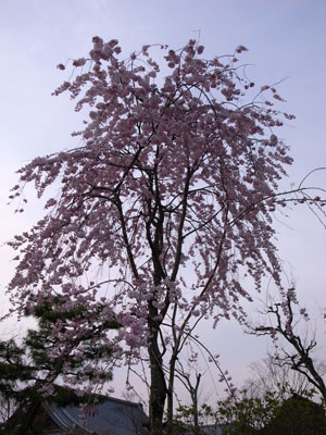 kyotosakura18