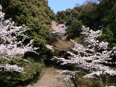 kyotosakura3