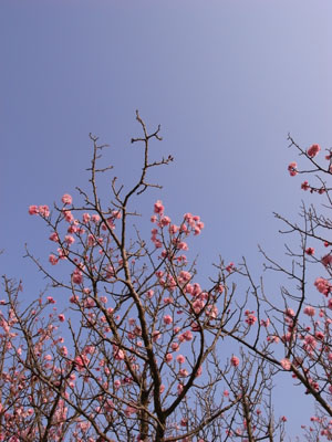 kyotosakura4