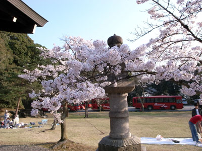 kyotosakura5