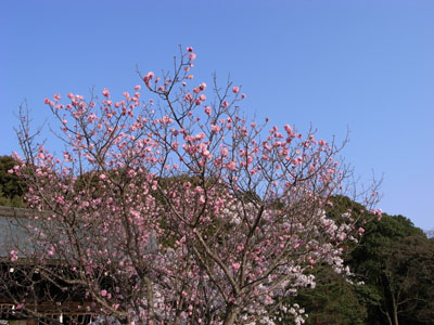 kyotosakura6