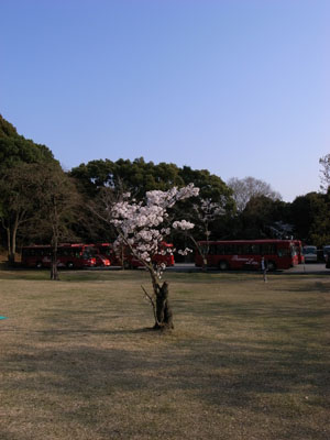 kyotosakura7