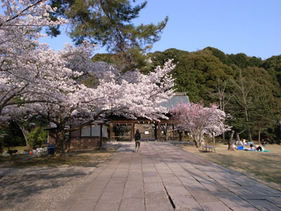 kyotosakura9