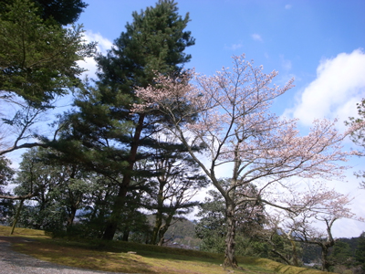 20100329_rikyu01