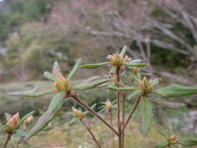 20100329_rikyu14