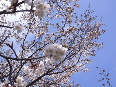 20100329_rikyu24