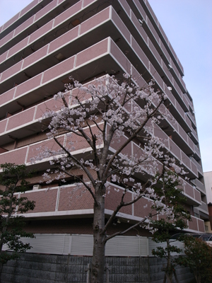 20100331_kyotoother_02