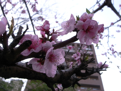 20100331_kyotoother_06