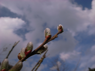 20100401_toyama_mandara6