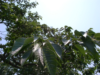 20100605_2itadakileaf