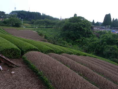 20100605_4tea_leaf