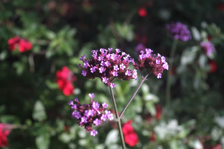 dscf0822
