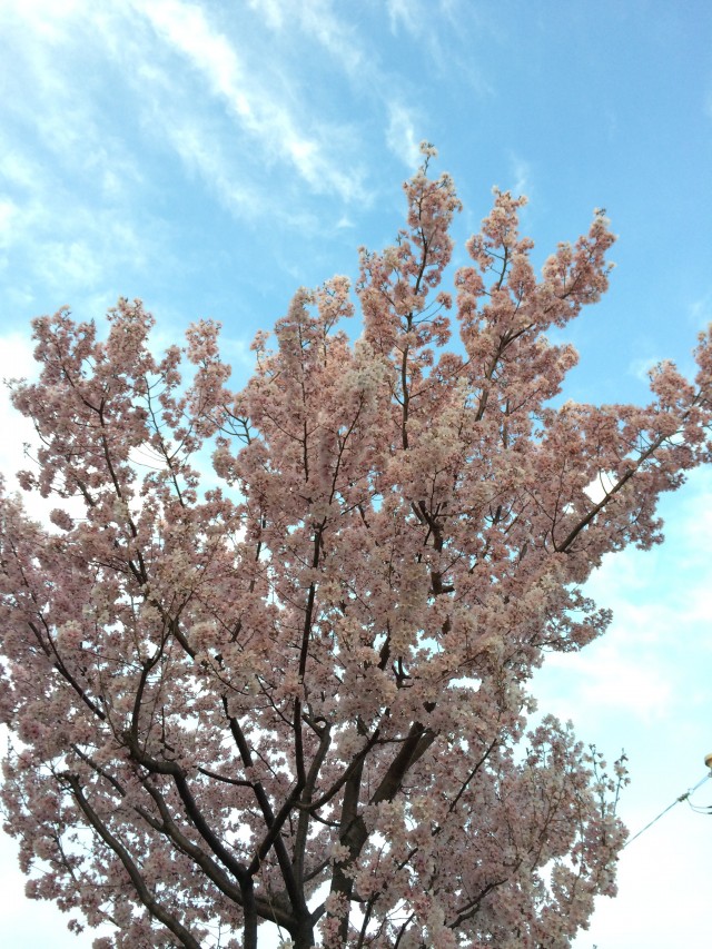 sakura-sky1