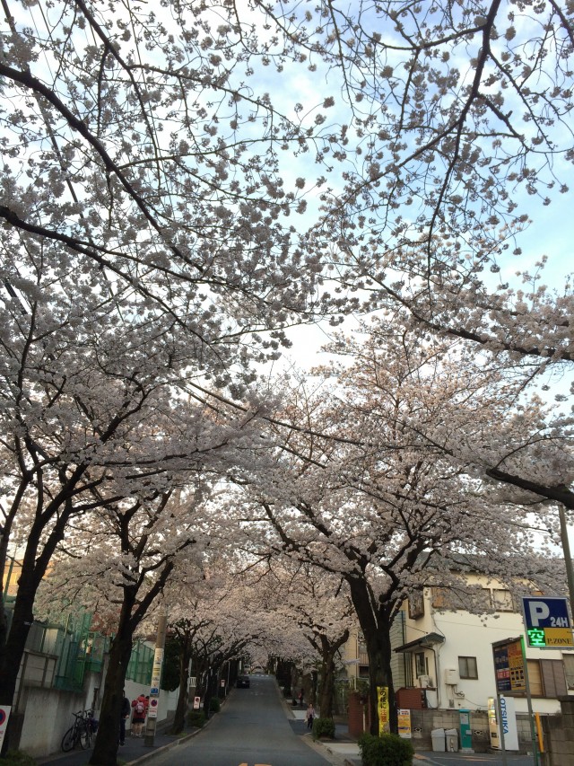 sakura-street